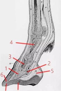 馬蹄[馬的蹄部]