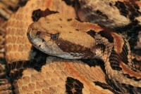 澳洲褐色網狀蛇