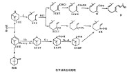 松節油法合成路線