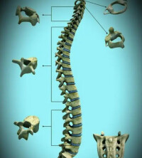 脊柱相關病