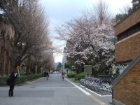 京都大學風景