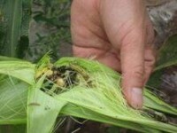 玉米螟幼蟲的危害