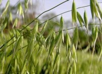 湟中燕麥植株