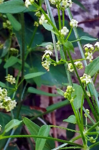 茜草