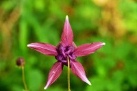 柳樹溝森林公園特色植物