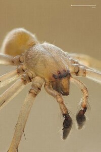 黃囊蜘蛛