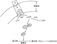 激素作用機制