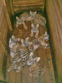 人工哺育7隻虎