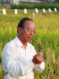 謝華安在觀察雜交水稻