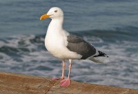 西美鷗（Larus occidentalis）