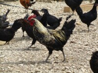 瓦卡鎮藏雞