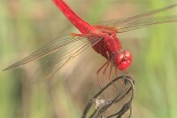 紅蜻蜓照片1