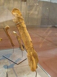 塔哈斯克龍（屬名：Tarascosaurus）是種阿貝力龍科恐龍，生存於晚白堊紀的法國。塔哈斯克龍是阿貝力龍科中唯一生存於北半球的屬。塔哈斯克龍被認為是疑名。模式種是Tarascosaurus salluvicus，是由Le Loeuff與埃瑞克·比弗托（Eric Buffetaut）在1991年所敘述。塔哈斯克龍身長經估計有4到10米。 大眾文化
塔哈斯克龍出現於探索頻道的電視節目《恐龍星球》（DINOSAUR PLANET）第三集，塔哈斯克龍被敘述成晚白堊紀南歐群島的頂級掠食動物。 塔哈斯克龍
化石時期： 晚白堊紀 塔哈斯克龍的股骨標本 保護狀況 化石 科學分類 界： 動物界 Animalia 門： 脊索動物門 Chordata 綱： 蜥形綱 Sauropsida 總目： 恐龍總目 Dinosauria 目： 蜥臀目 Saurischia 亞目： 獸腳亞目 Theropoda 下目： 角鼻龍下目 Ceratosauria 科： 阿貝力龍科 Abelisauridae 屬： 塔哈斯克龍屬 Tarascosaurus
Le Loeuff &amp; Buffetaut, 1991 種 塔哈斯克龍 T. salluvicus
Le Loeuff &amp; Buffetaut, 1991 (模式種)