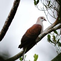 山皇鳩