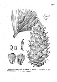 華山松Pinus armandi Franch. var. armandi