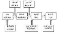 遺傳密碼