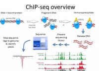 CHIP-seq