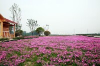 古黃河愛情主題公園