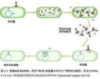 轉導噬菌體