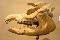 巨貘頭骨化石