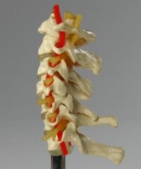 頸椎模型圖