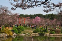 櫻花園