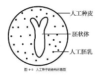 人工種子的結構示意圖