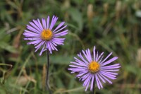 高山紫菀