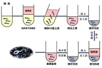 CsCl 密度梯度離心分離