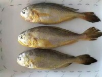 黑鰓梅童魚