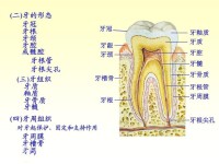 牙的形態及構造