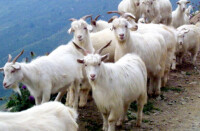 綿羊