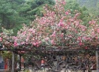 玉峰寺