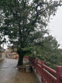 百年皂角樹
