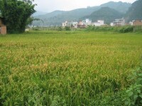 廖家營村[雲南富民縣永定鎮下轄村]