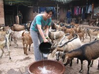 大頭羊飼養