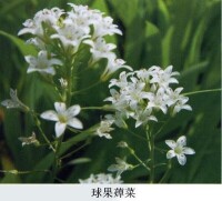 球果蔊菜