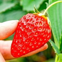 長豐草莓
