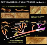 生命演化證據