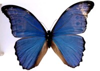 西方藍閃蝶