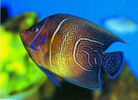 珊瑚魚