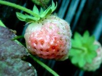草莓白粉病