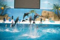 泉城海洋極地世界海豚表演
