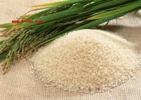 水稻米