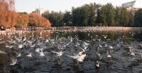 翠湖-紅嘴鷗