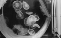 人工養殖的海月水母