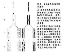 毒理遺傳學