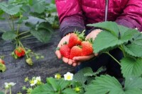 馬耳山-草莓採摘
