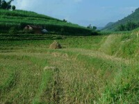 冷水溝自然村[雲南臨滄鎮康縣忙丙鄉新水村委冷水溝自然村]