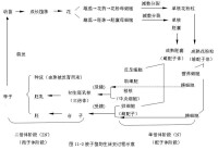 植物的生活史有明顯的世代交替